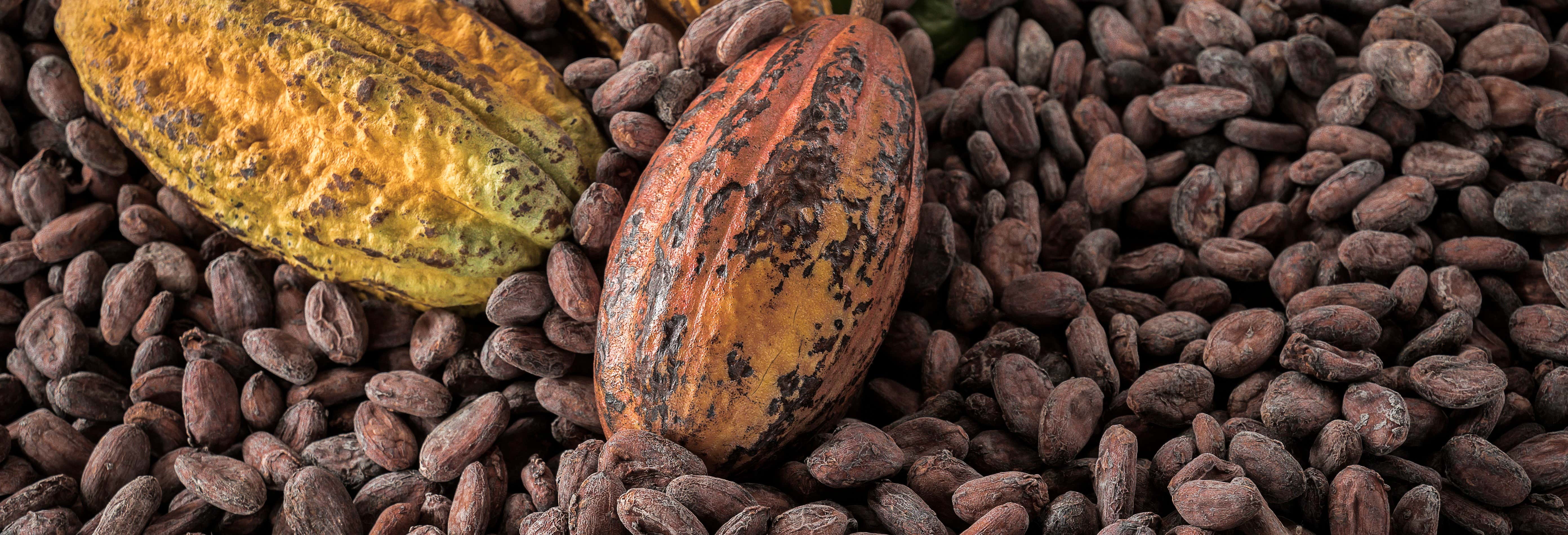 Tour del cacao e del caffè