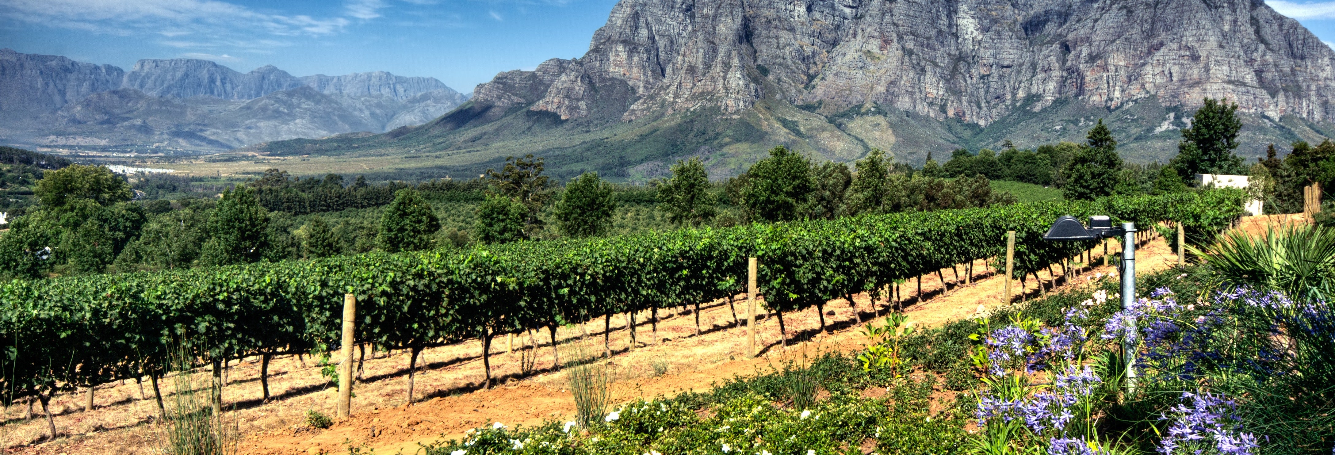 Tour privado de vinhedos por Stellenbosch