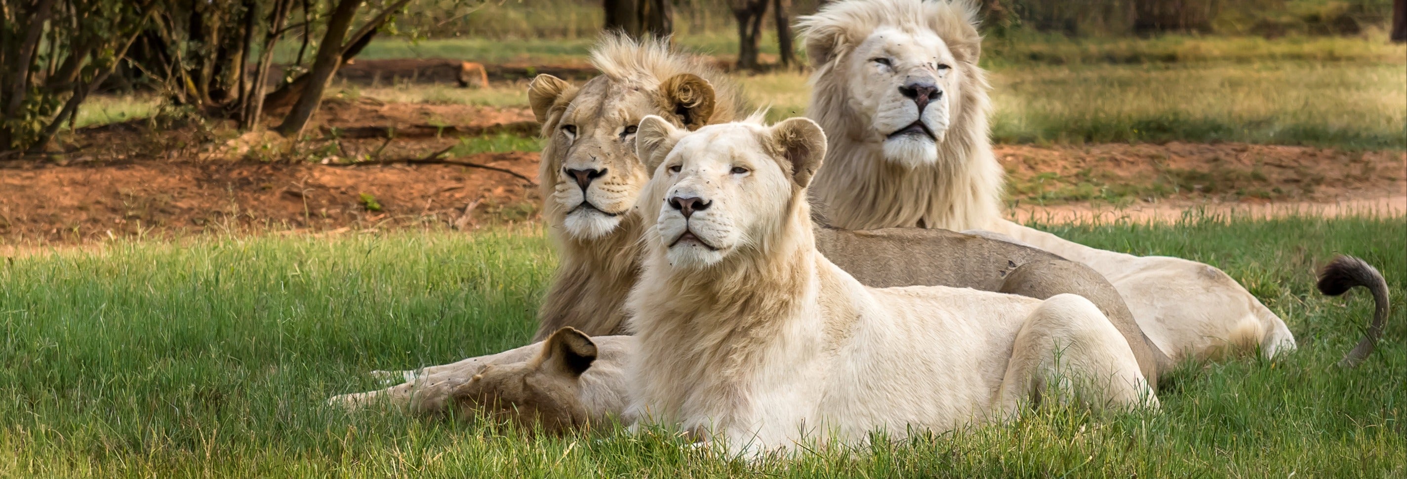 Excursão ao Lion Safari Park
