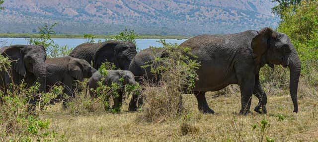 Safari privato al Parco nazionale dell'Akagera e al lago Muhazi