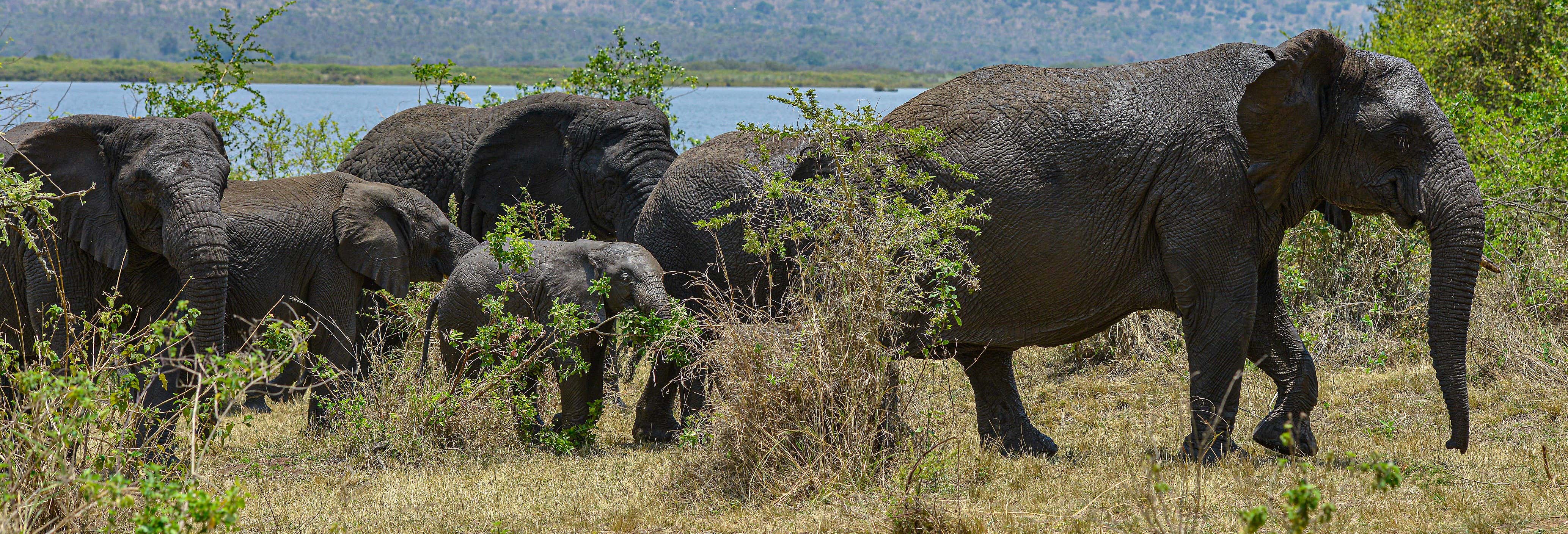 Safari privato al Parco nazionale dell'Akagera e al lago Muhazi