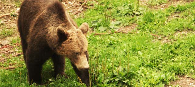 Avvistamento di orsi nei Carpazi rumeni