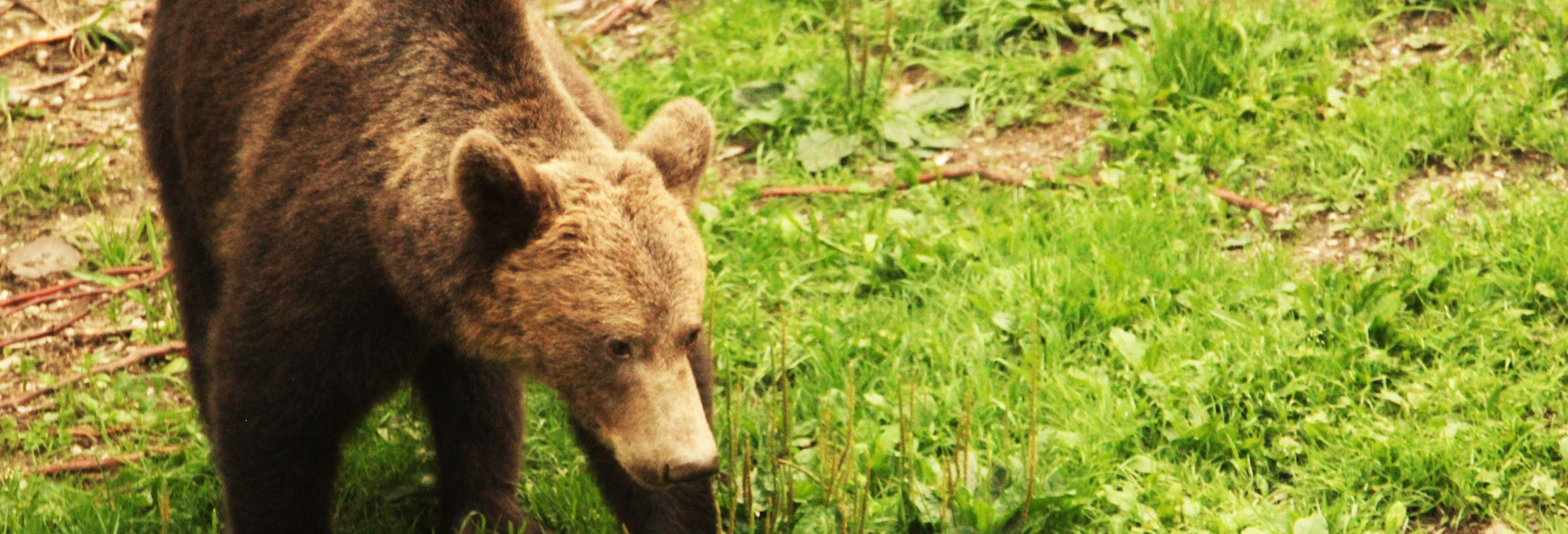Avvistamento di orsi nei Carpazi rumeni