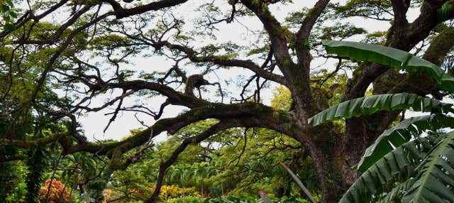 Trekking nella foresta di Saint Christopher