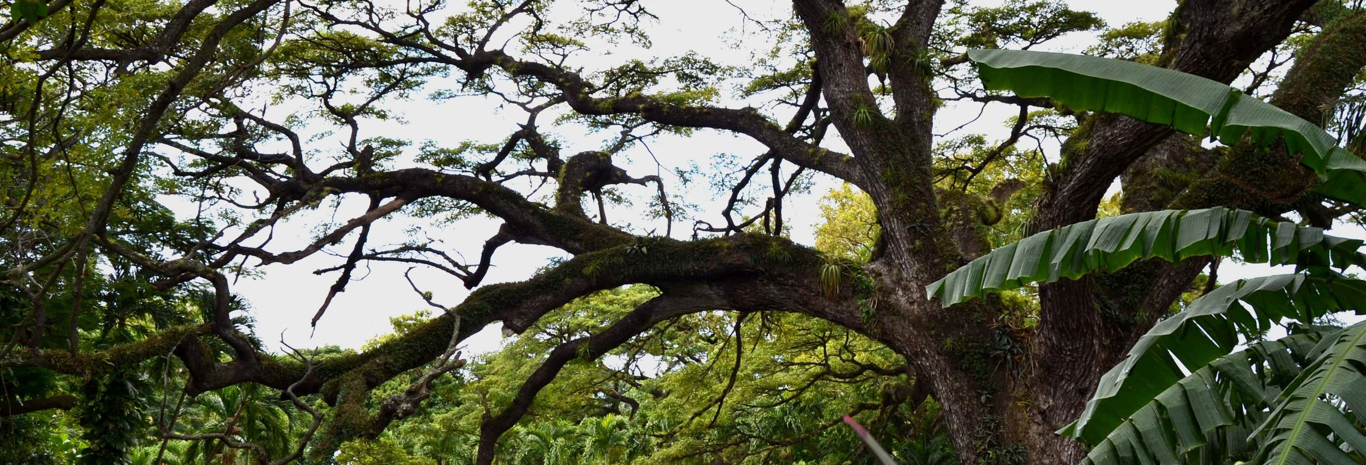 Trekking nella foresta di Saint Christopher