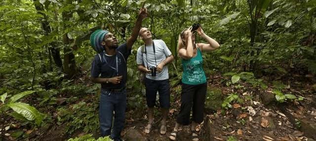 Birdwatching a Castries Waterworks