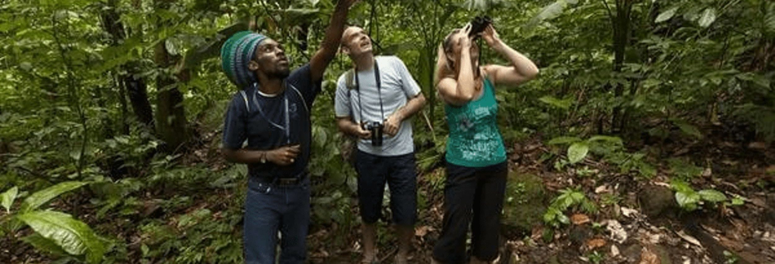 Bird Watching at Rainforest Adventures St. Lucia