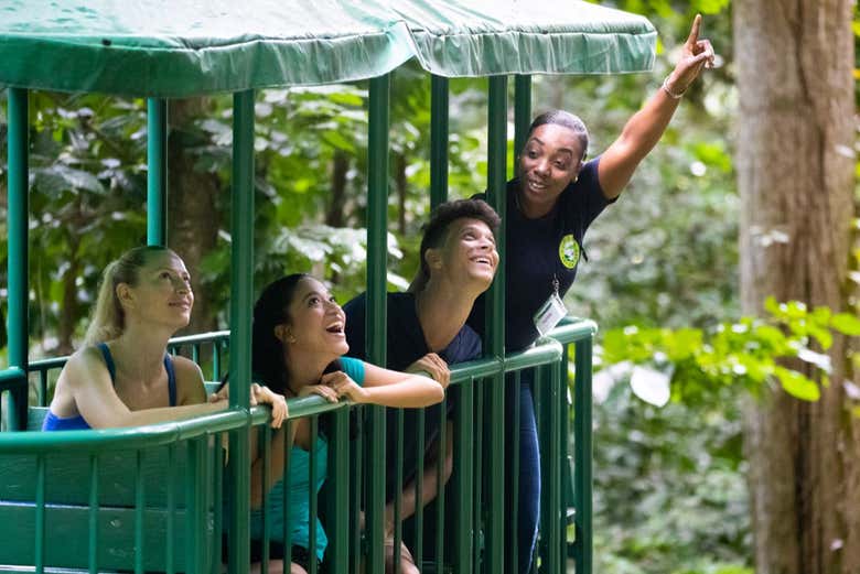 Admirando la vida salvaje en lo alto de los árboles - Admirando la vida salvaje en lo alto de los árboles