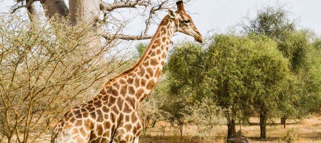Escursione privata alla Riserva di Bandia