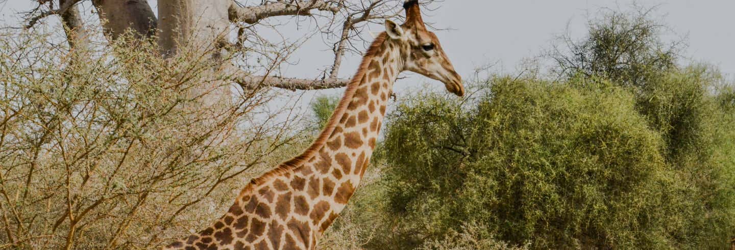 Escursione privata alla Riserva di Bandia