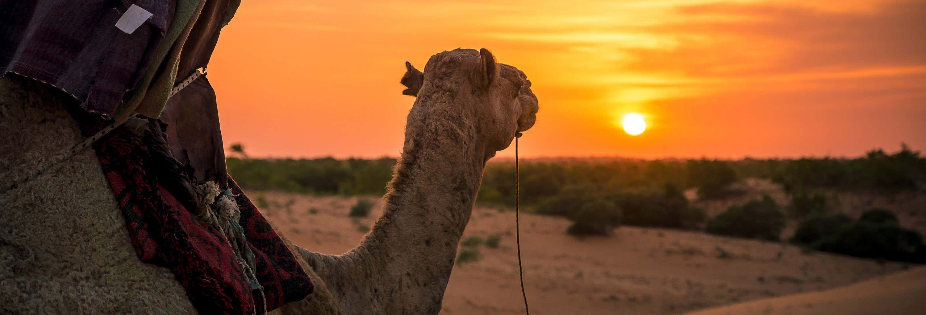 Deserto di Lompoul e delta dei fiumi Senegal e Salum in 10 giorni