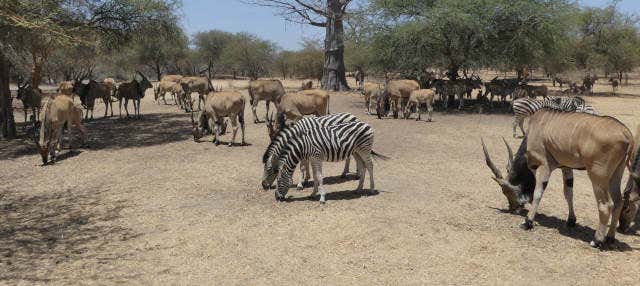 Escursione privata alla Riserva di Bandia