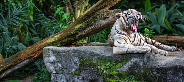 Escursione allo zoo di Singapore