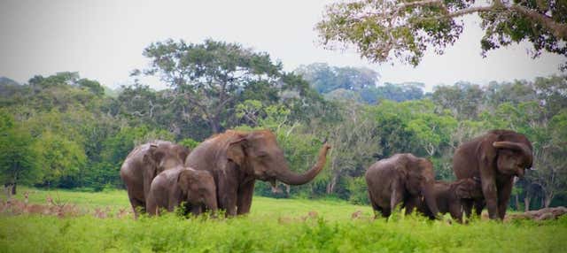 Safari privato nel Parco Nazionale di Kumana