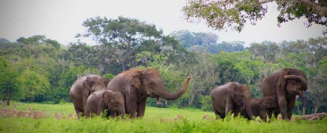 Safari privé dans le parc national de Kumana