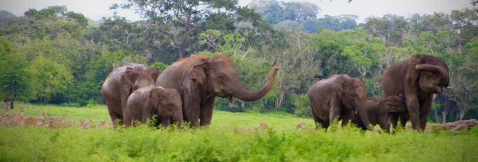 Kumana National Park Safari