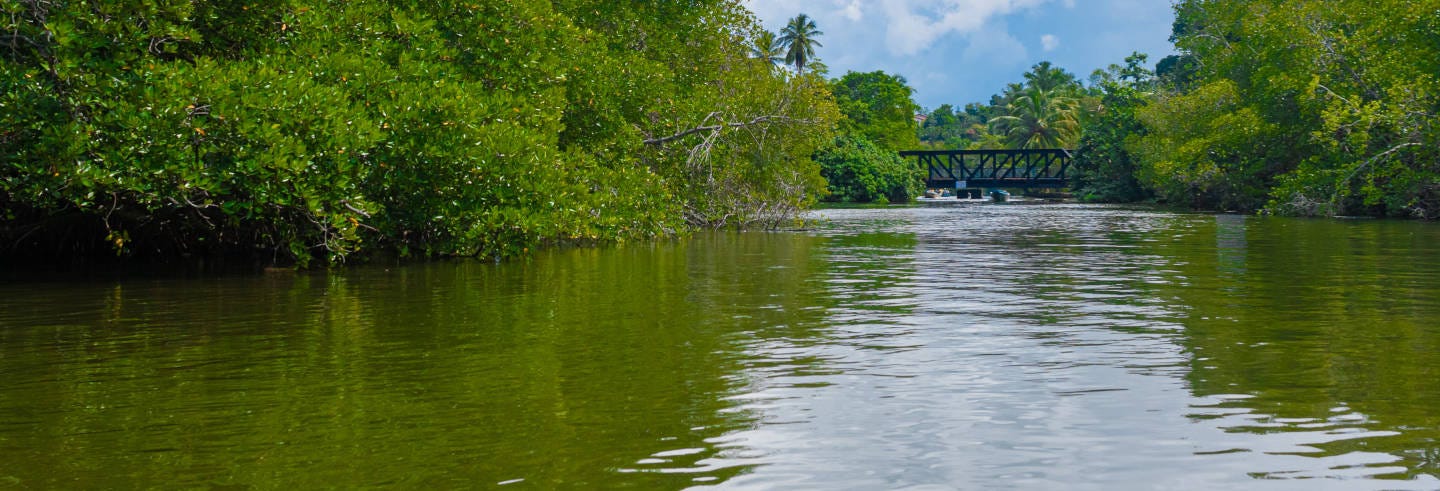 Balapitiya and Kosgoda Turtle Hatchery Private Trip