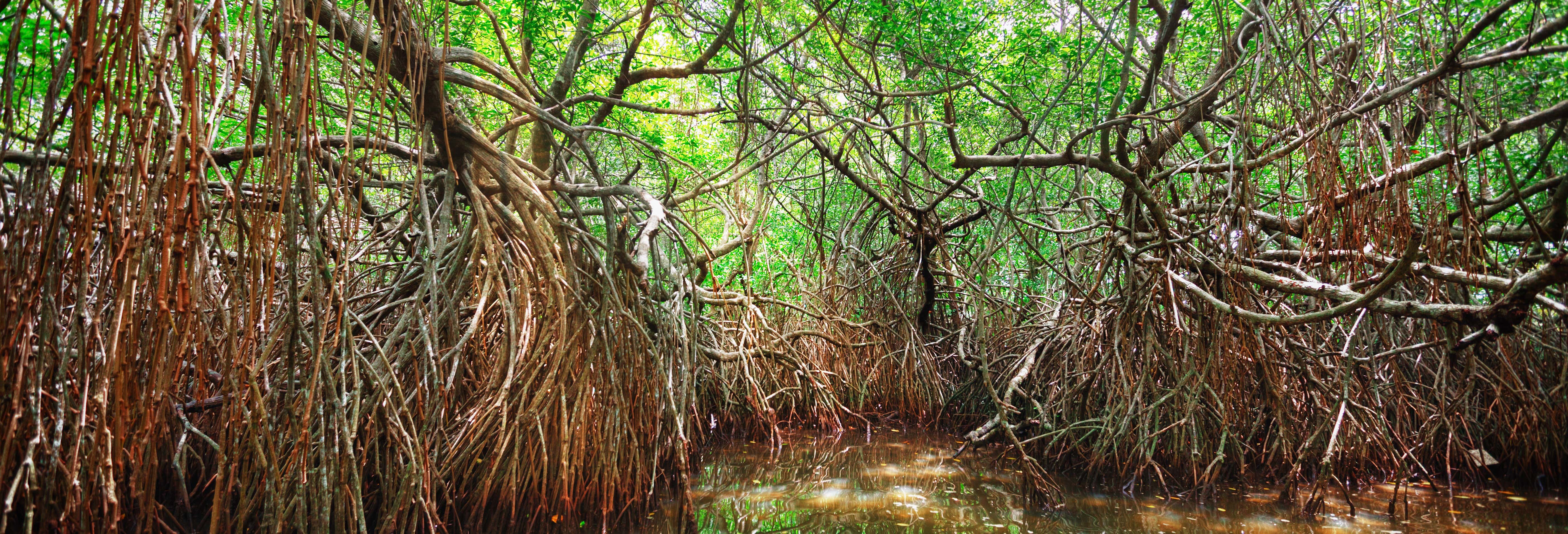Giro in barca alle mangrovie di Bentota