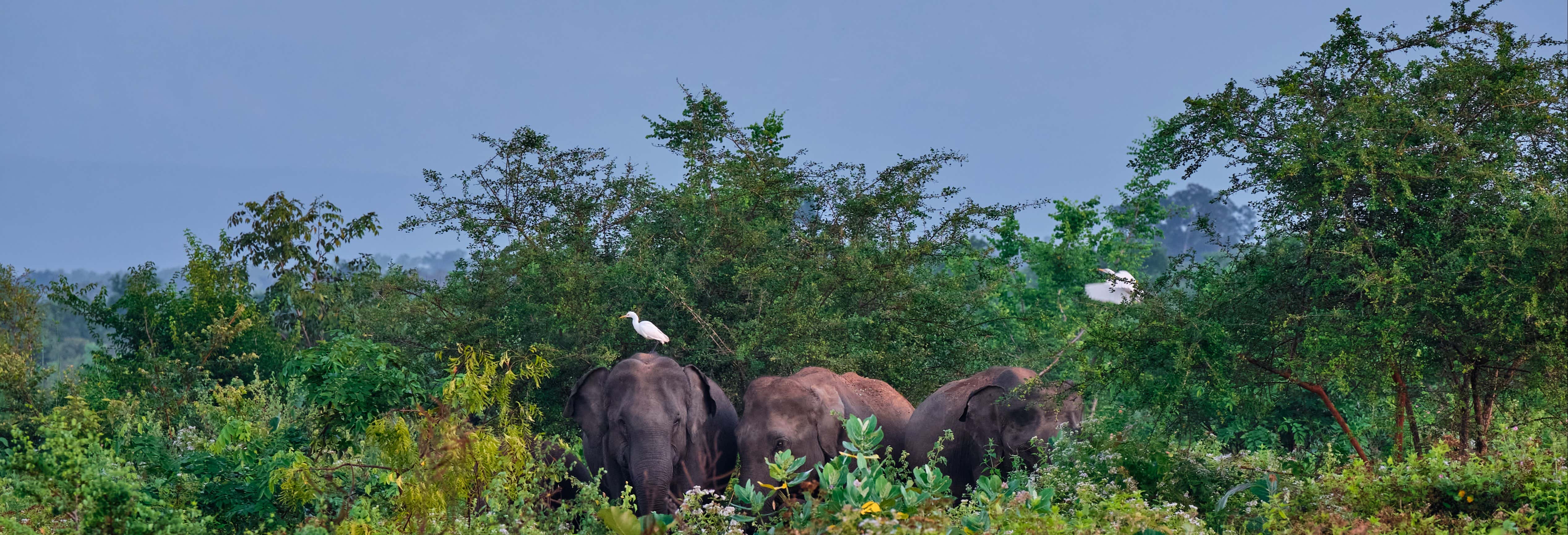 Escursione privata a Udawalawe