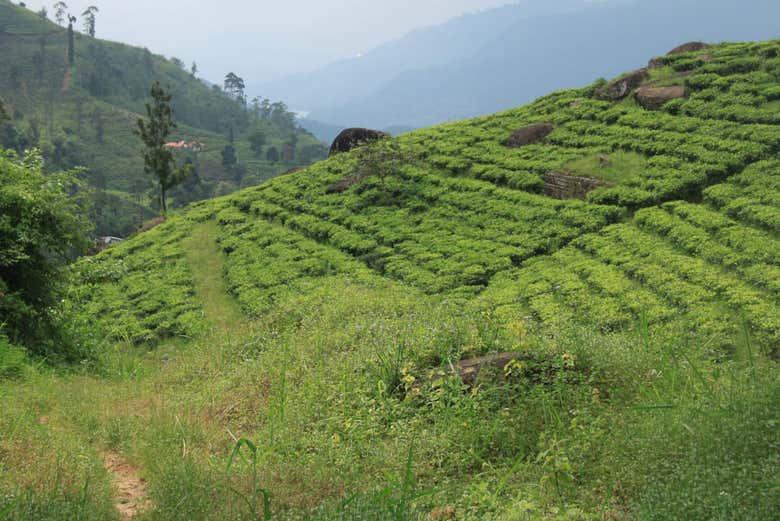 Private Nuwara Eliya Trip: 2 Days