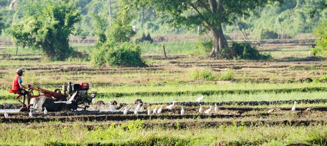 Escursione ad Habarana