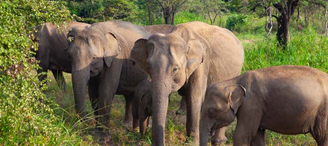 Safari privato al Parco Ecologico di Hurulu