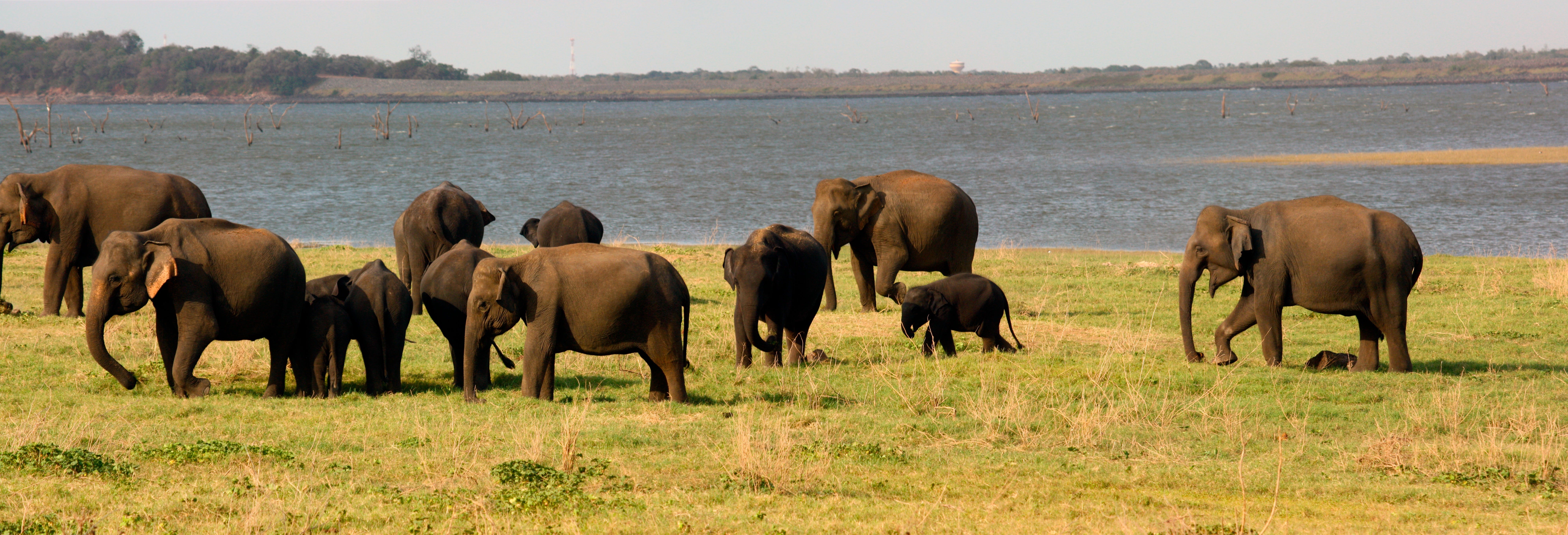 Kaudulla National Park Safari