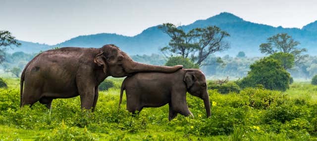 Safari privato al Parco Nazionale di Minneriya