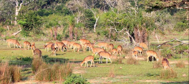 Safari privato al Parco Nazionale Wilpattu