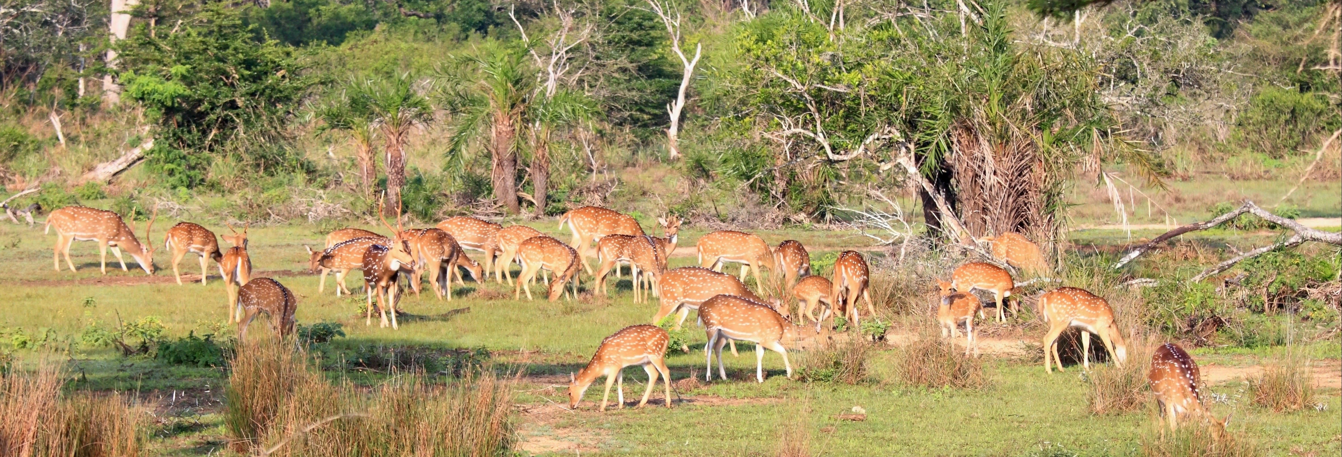 Wilpattu National Park Safari