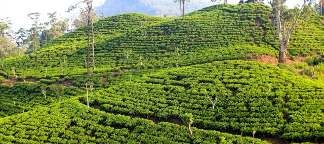 uva halpewatte tea factory tour ella sri lanka