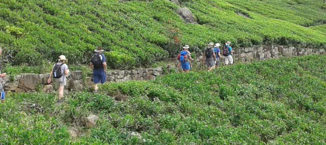Trekking a una piantagione di tè a Haputale