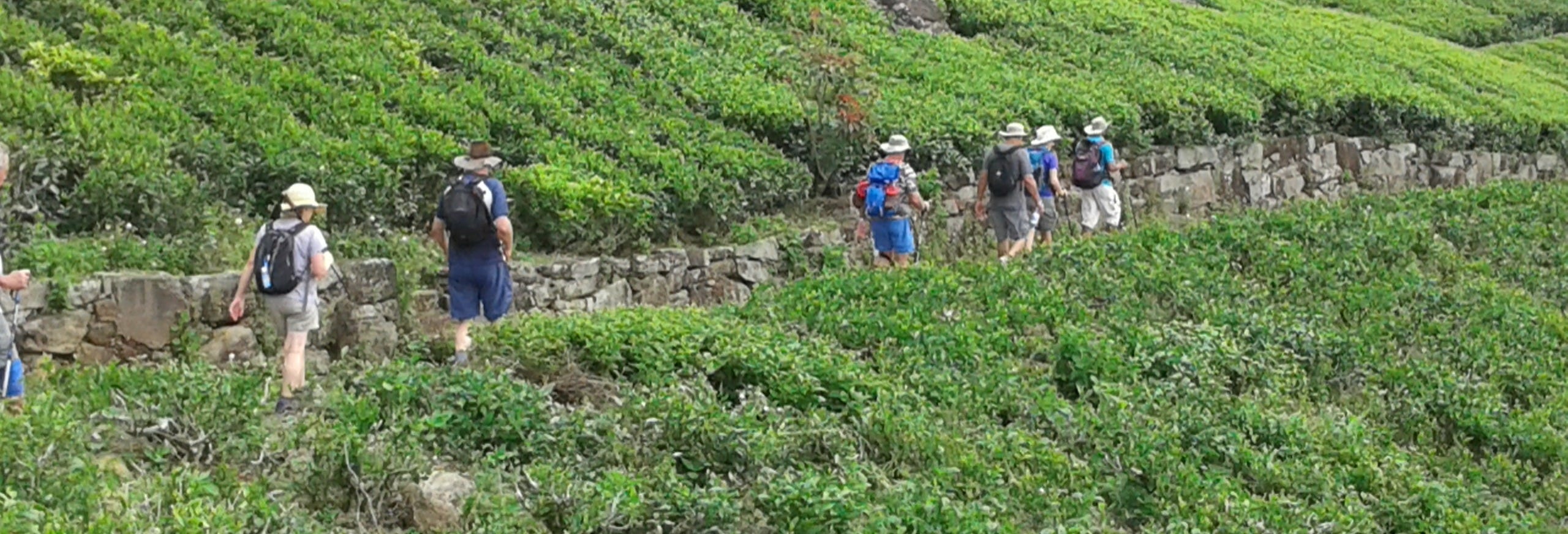 Haputale Tea Plantation Hiking Tour