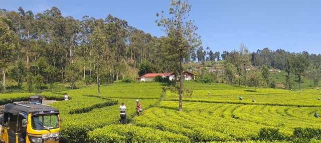 Tour delle piantagioni di tè di Haputale in tuk tuk