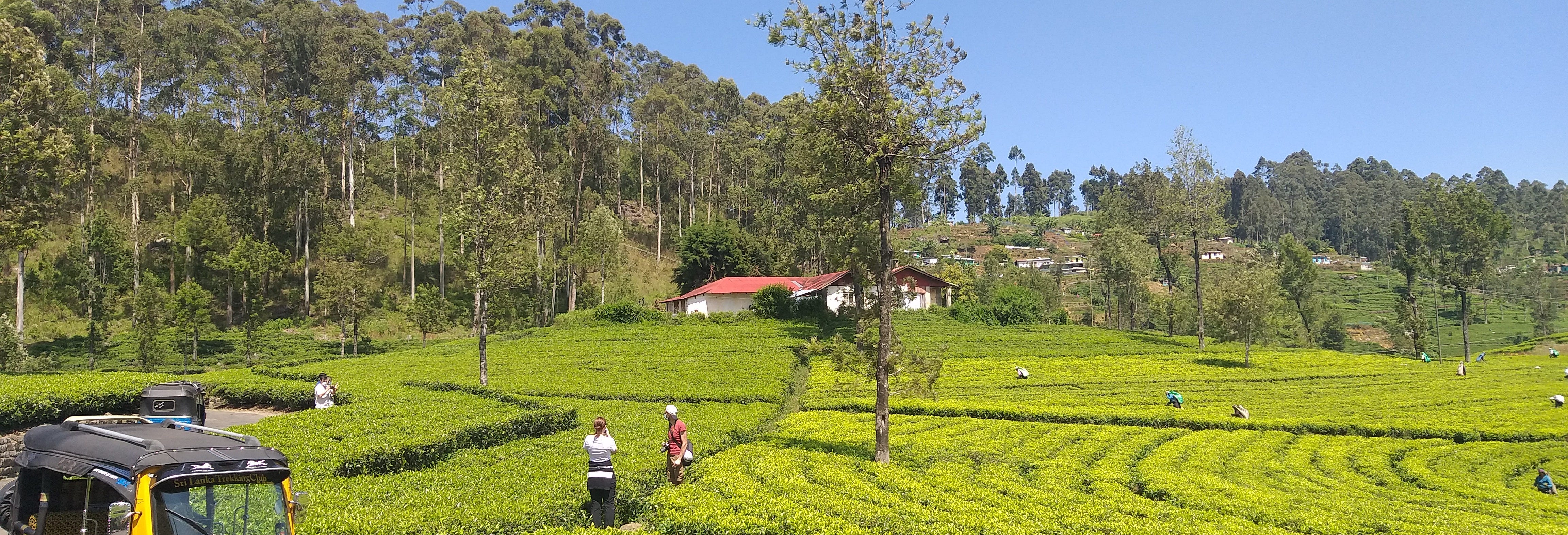 Haputale Tea Plantation Tuk Tuk Tour