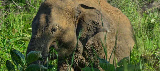 Safari privato al Parco Ecologico di Hurulu