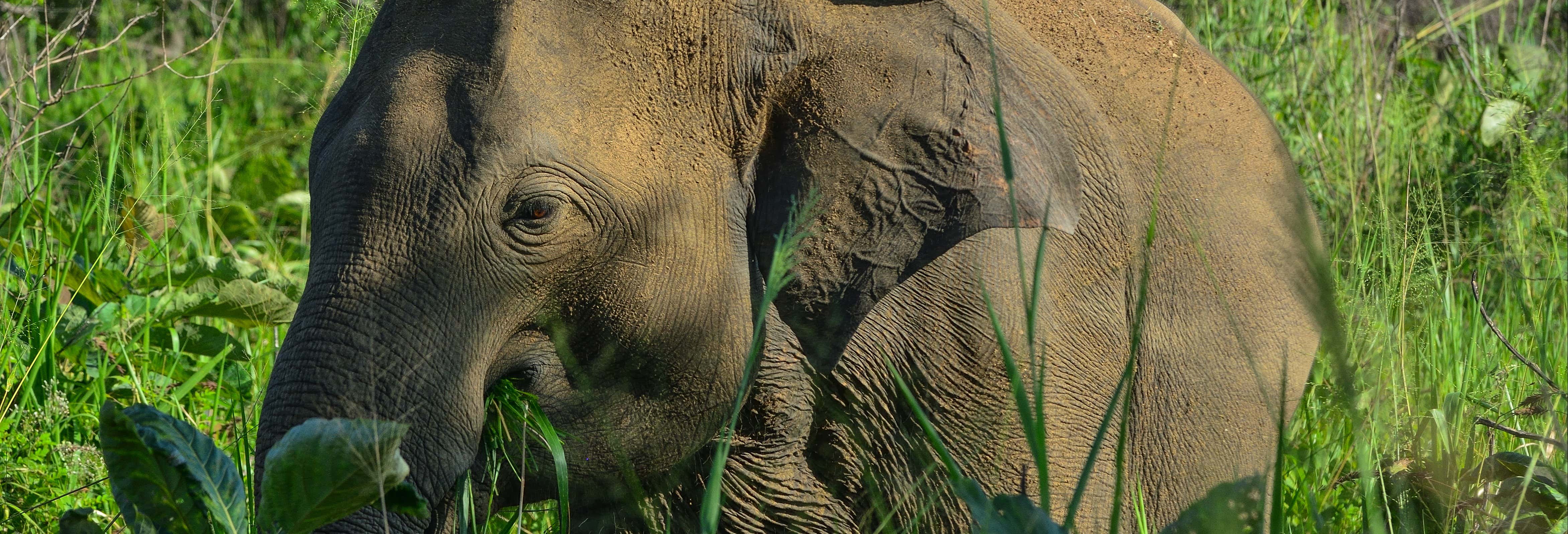 Safari privato al Parco Ecologico di Hurulu