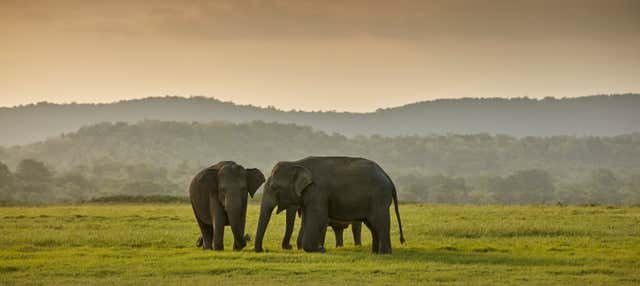 Safari privato al Parco Nazionale di Kaudulla