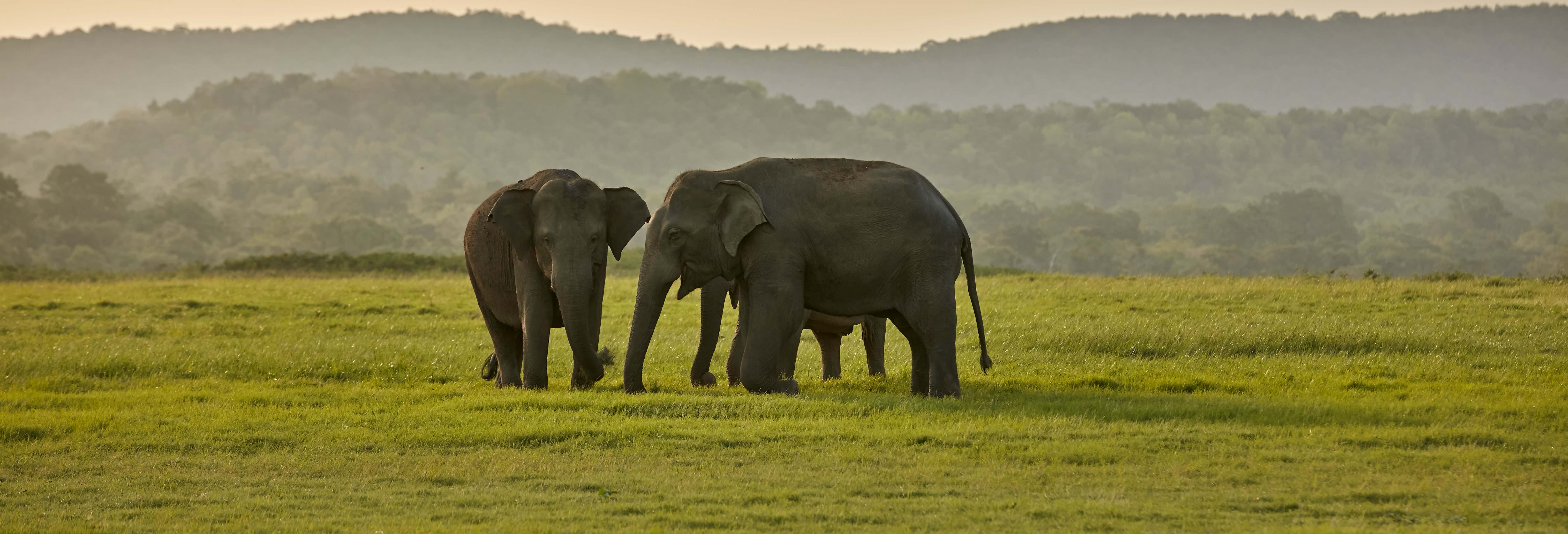 Safari privato al Parco Nazionale di Kaudulla
