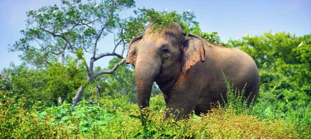 Safari privato al Parco Nazionale di Minneriya