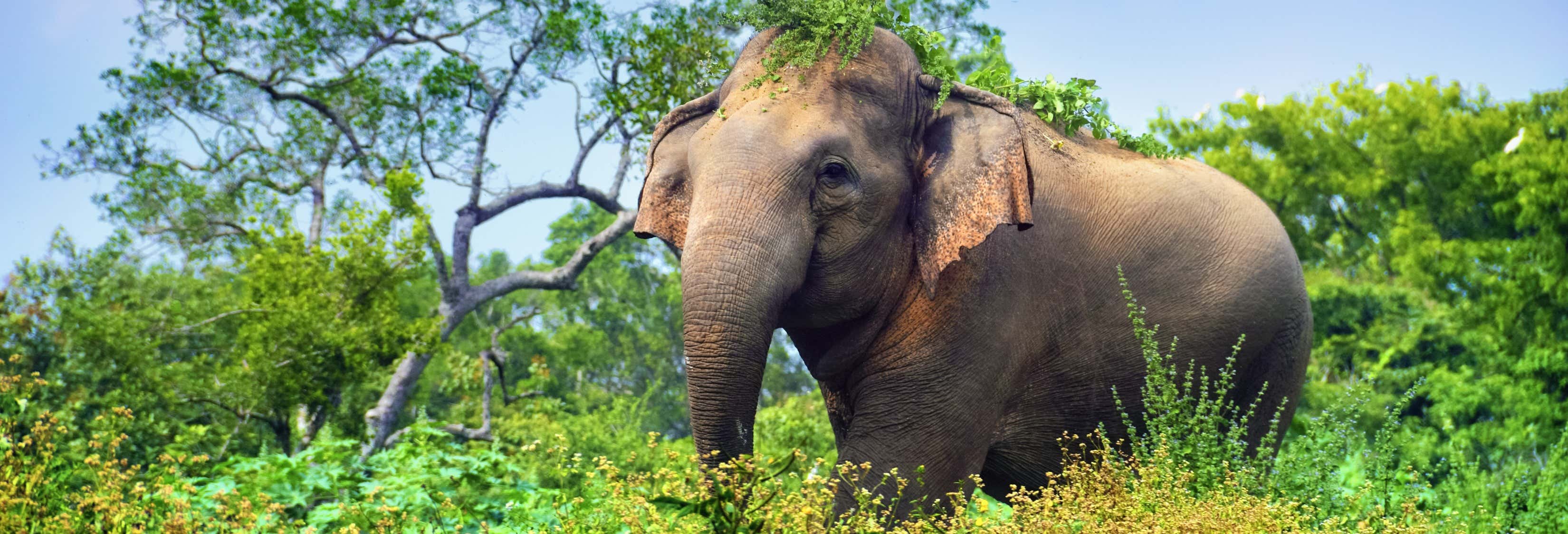 Safari privato al Parco Nazionale di Minneriya
