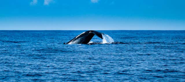 Avvistamento di cetacei a Mirissa