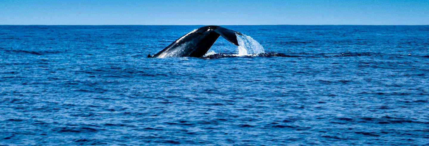 Whale Watching in Mirissa