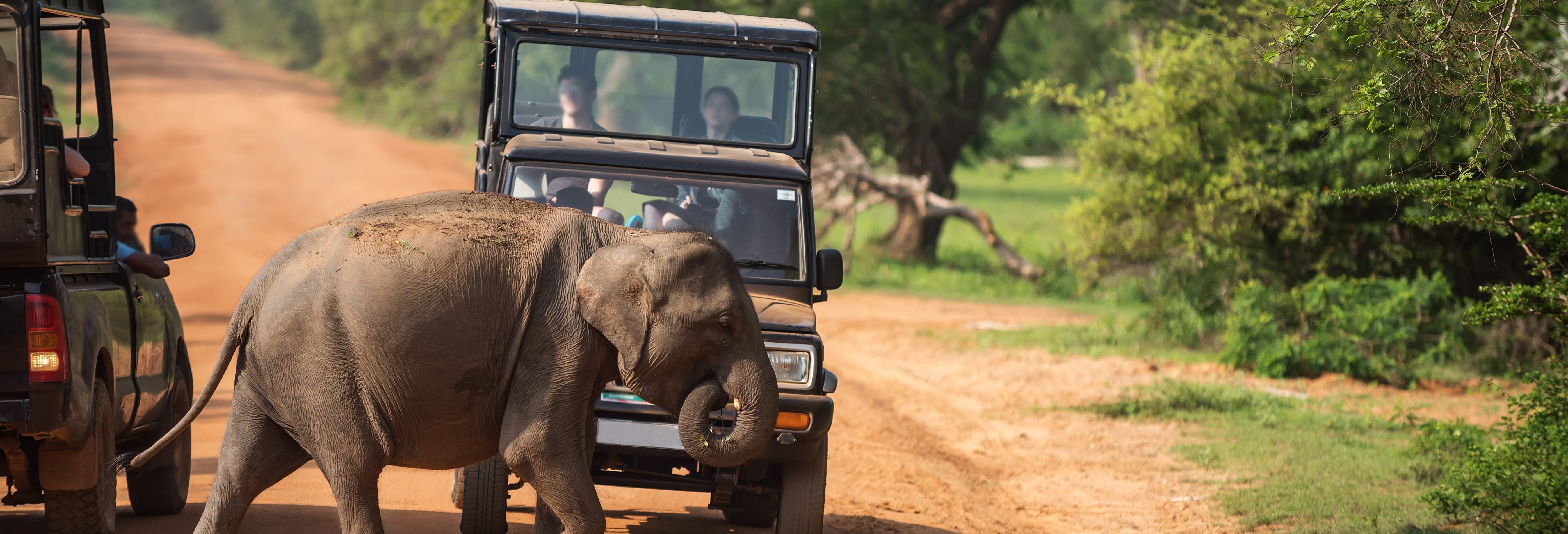 Yala National Park Safari