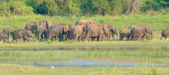 Escursione privata a Udawalawe