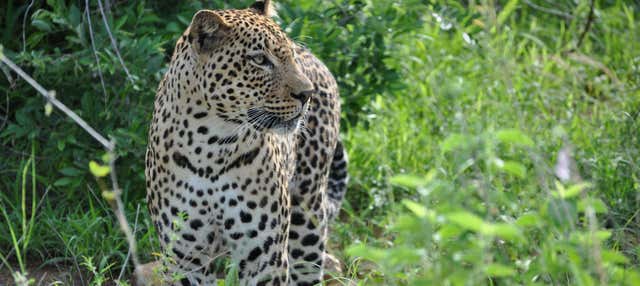 Safari privato nel Parco Nazionale di Wilpattu