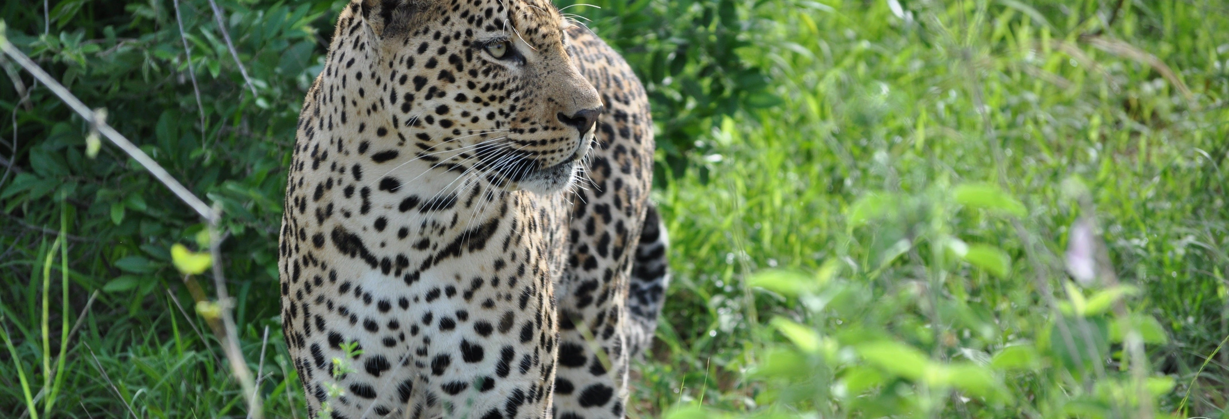 Wilpattu National Park Safari