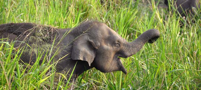 Safari privato al Parco ecologico di Hurulu