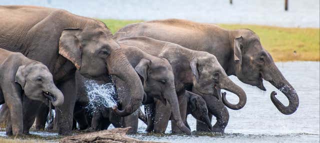 Safari privato del Parco nazionale di Kaudulla