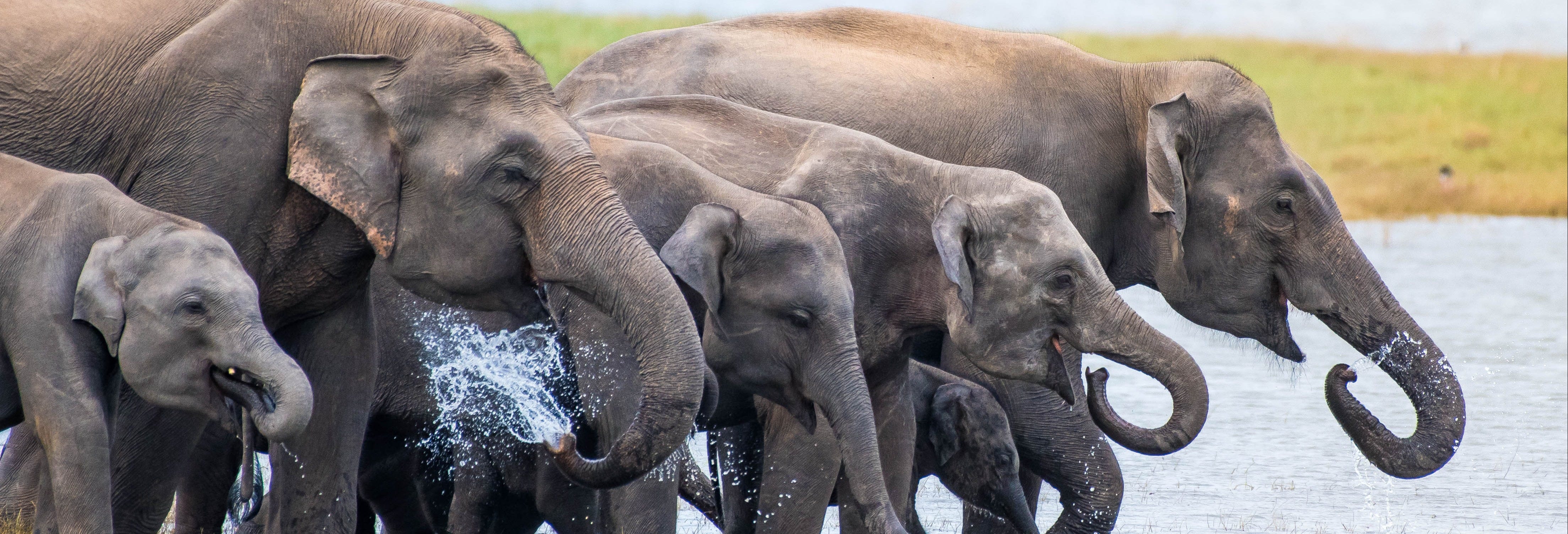 Kaudulla National Park Safari